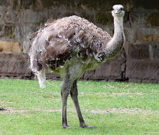 Darwin Nandu Zoo Dresden 3