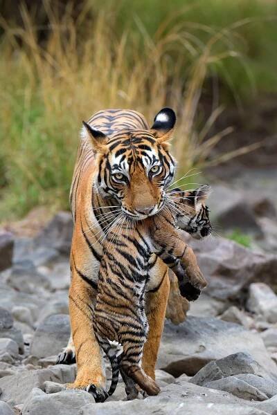 Tiger guide: species facts, how they hunt and where to see in the wild - Discover Wildlife