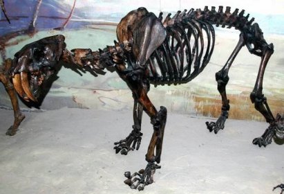 California State Fossil - Saber-Tooth Tiger (Smilodon californicus) - FossilEra.com