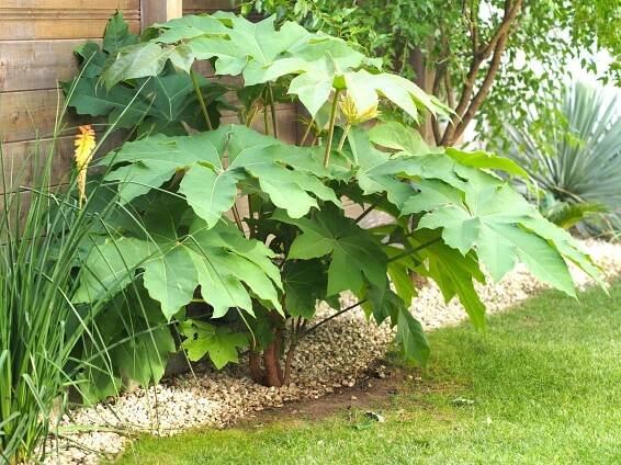 Gartenblog: Tetrapanax papyrifer ‚Steroidal Giant‘