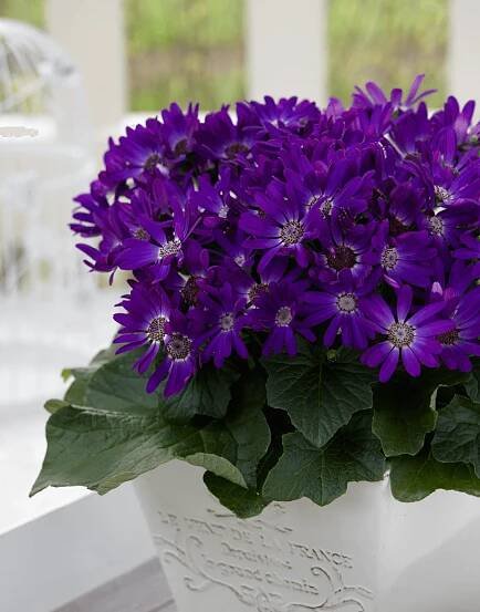 Senetti-Violet-04.png