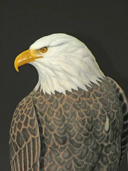 Wildlife Art by Dave Alexander | Bald Eagle