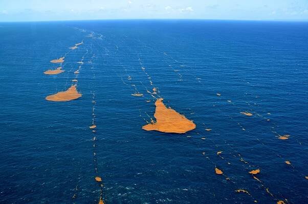 Trails of sargassum drifting according to the wind's direction © Franck Mazéas