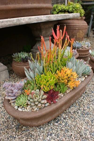 Succulent Landscaping Ideas | Pinterest