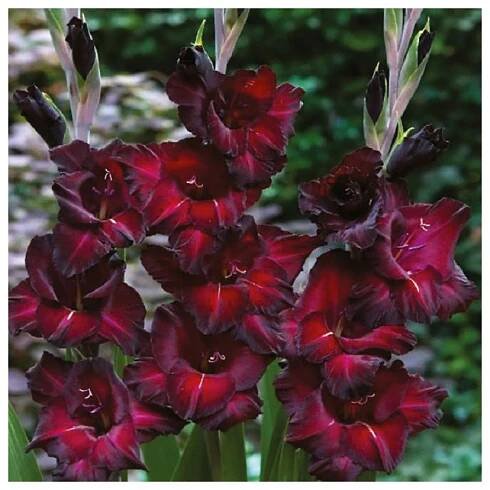 Gladiol Black Surprise – Gladiolus – cibuloviny – prodej mečíků