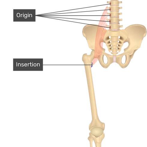 The anterior view of the thigh, pelvis and lower section of the vertebral column showing the attachments of Psoas Major muscle with the origin at the bodies and bases of transverse processes of L1-L5 and insertion on the lesser trochanter of the femur.