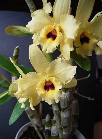 Dendrobium – Wikipedia