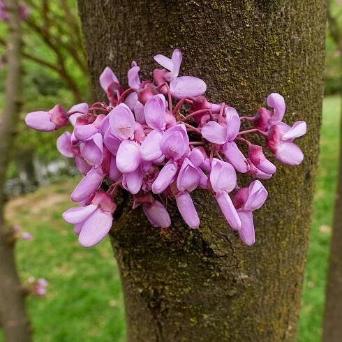 Zmarlika Jidášova - Cercis siliquastrum - osivo zmarliky - 6 ks