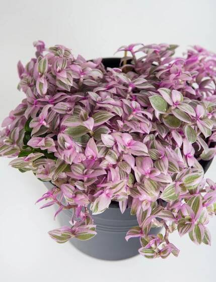 Kalísie Rosata, Callisia repens Rosata, skladem | ZAZUMi.cz
