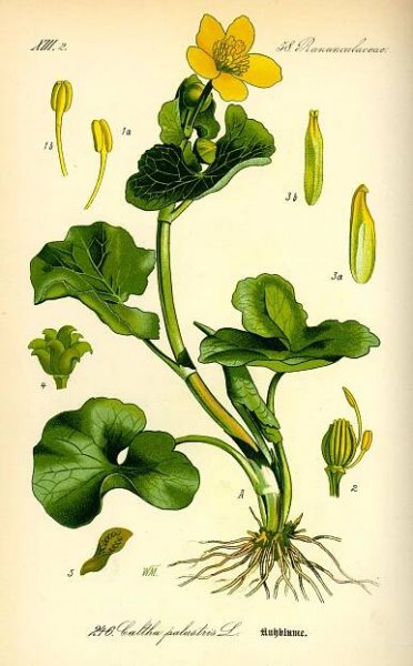 Sumpfdotterblume – Wikipedia