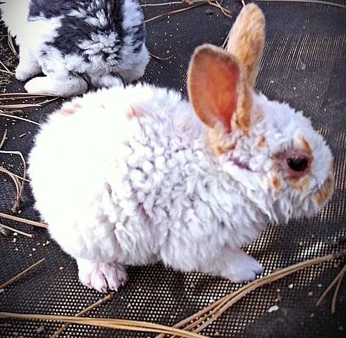 Here's a curly haired rabbit for those who haven't seen one r