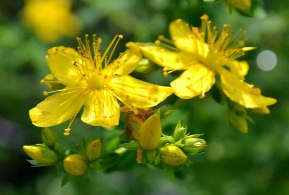 Johanniskraut verarbeiten – ein Highlight des Sommers