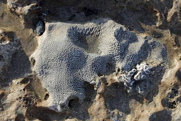 Soubor:Fossil Coral R01.jpg