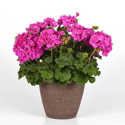 SoleraTM Lavender Geranium