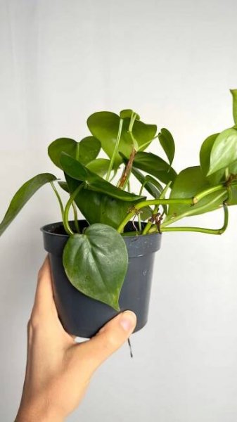 Philodendron scandens zelené popínavé rostliny, snadné pěstování Kód výrobce Zagajnik