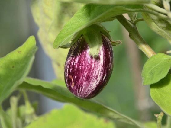 Aubergine anpflanzen: Sogar auf dem Balkon oder im Zimmer fühlt sie sich wohl