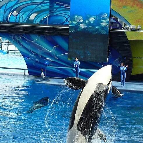 Is Jessica Radcliffe Still Alive? Here are the Real-Life Incidents Said to Have Inspired the Fake Orca Death Video