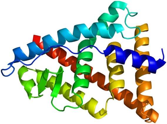 Estrogen receptor beta