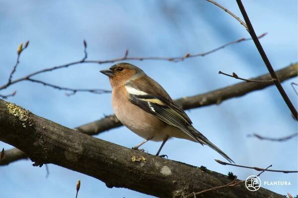 Chaffinch: song, food & nest