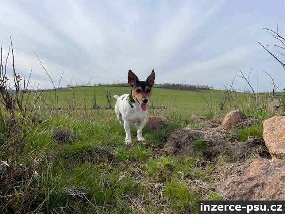 Jack Russell teriér mladý psík