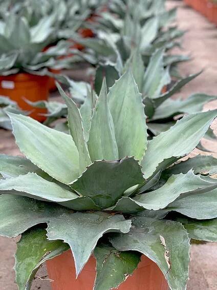 Agave