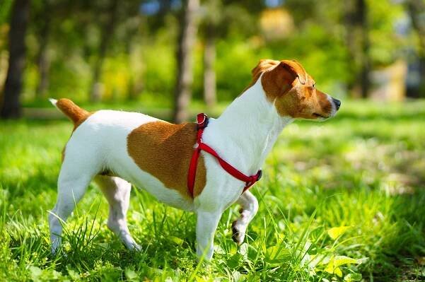 Jaké by mělo být štěně Jack Russell Terrier?