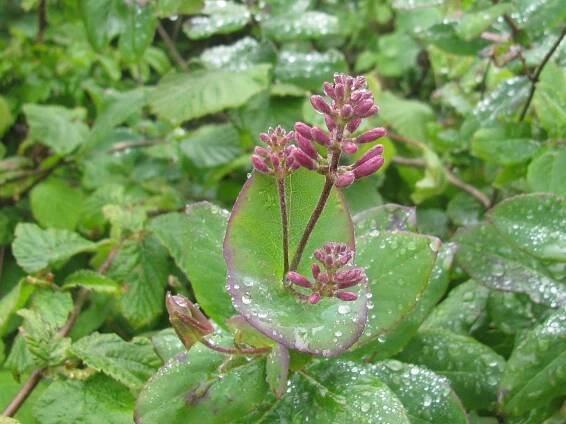 Wolfe Ridge – GGNRA – Marin = Hike