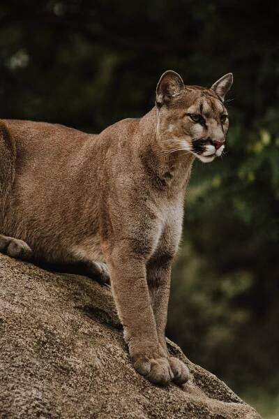 puma