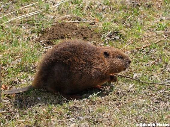 Castor fiber - bobr evropský | Castoridae - bobrovití | Natura Bohemica
