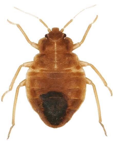 Bed Bug — Albuquerque, NM — AAA Organic Pest Control