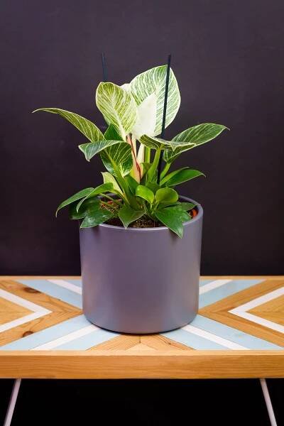 Philodendron ‘Birkin‘ (veľký viac rastlín v kvetináči)