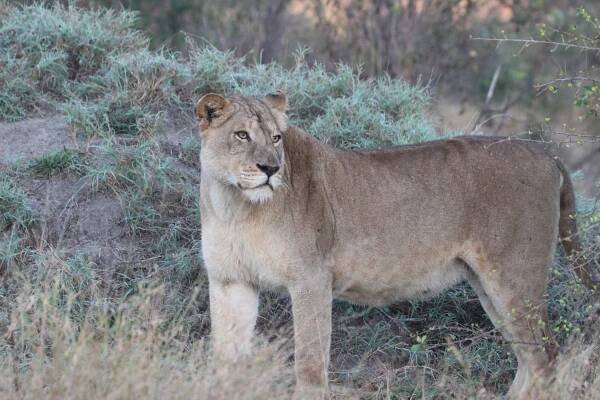 My African Vacation – Peter Turchin