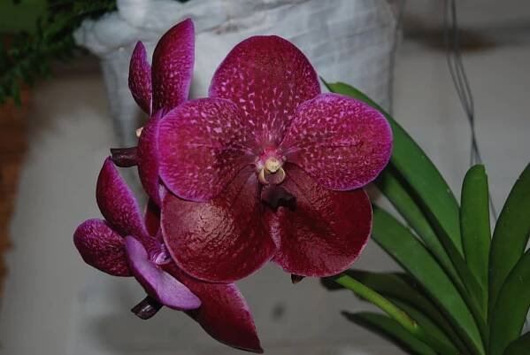 Botanická zahrada - Výstava orchidejí - fotogalerie