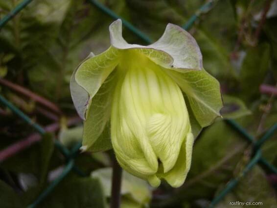 Vilec šplhavý (Cobaea scandens)