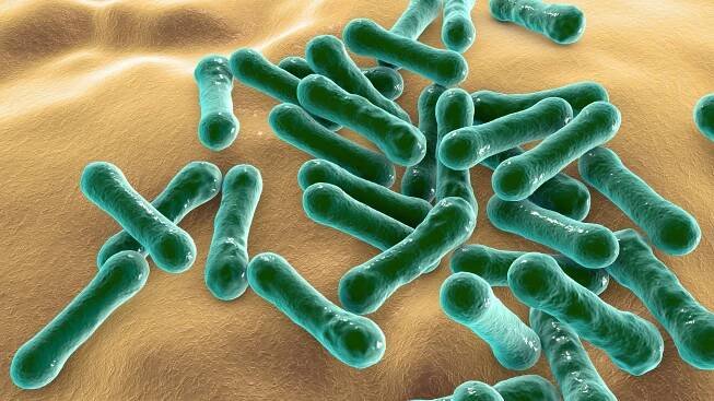 Bakterie Corynebacterium diphtheriae, grampozitivní tyčinka ve tvaru bakterie, která způsobuje záškrt respirační infekce a také kožní léze, 3D ilustrace — Stock obrázek