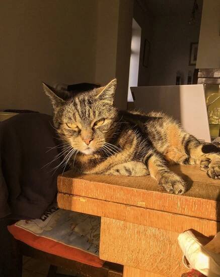 My Cat Benny’s Nine Lives