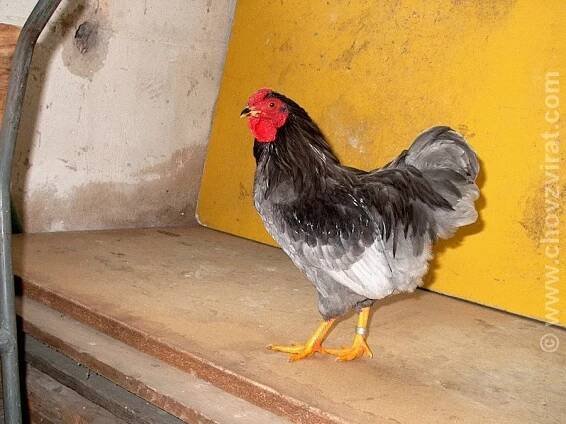 Wyandotka (Gallus gallus f. domestica)