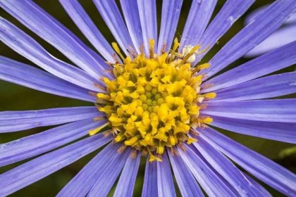 pyl, nektar, detail, zahrada, léto, fialový květ, příroda