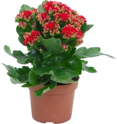 Kolopejka červená pr. květináče cca 12 cm Kalanchoe bossfeldiana nakoupit u OBI