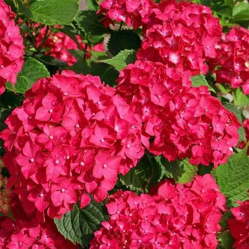 Hortenzie zahradní 'Royal Red' (Hydrangea macrophylla)