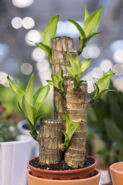 A close up vertical image of the stems of a houseplant with new growth appearing where it has been cut down, pictured on a soft focus background.