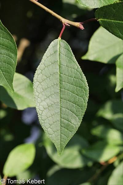 Prunus padus – střemcha obecná
