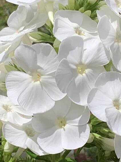 Phlox White 9
