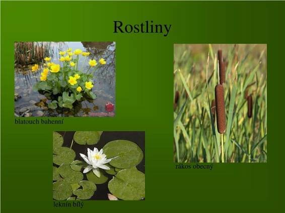 PPT - U vody a ve vodě PowerPoint Presentation, free download - ID:4622343