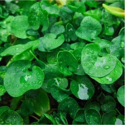 Stříbrný déšť - Dichondra repens - prodej semen - 8 Ks