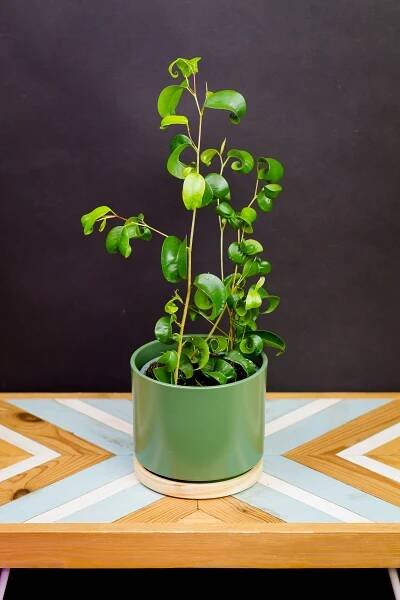 Ficus benjamina ‘Barok‘