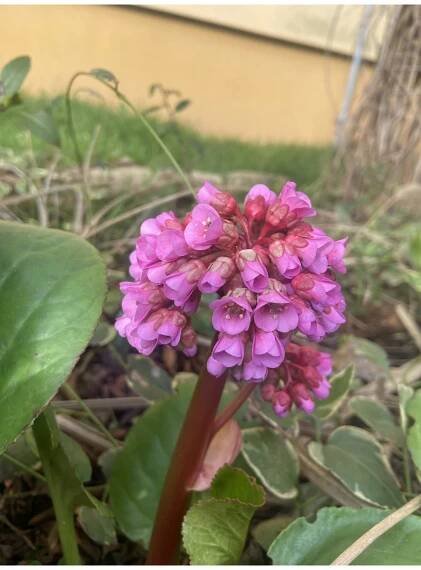 Bergenia cordifolia ROSE - bergénie, badan