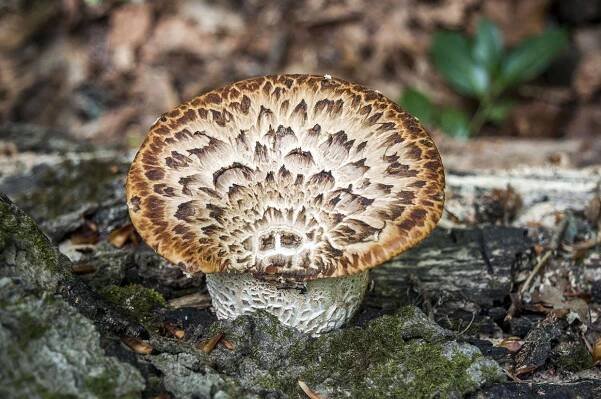 Šupinatý polypore (palička): jedlý nebo ne, léčivé vlastnosti, jak vařit