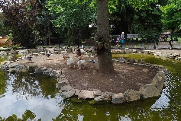VIDEO: Procházka mezi jezírky. Zoopark Vyškov láká novou expozicí vodní drůbeže