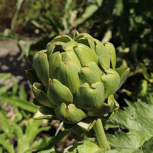 BIO semena artyčoku – BIO Artyčok Imperial – Cynara cardunculus
